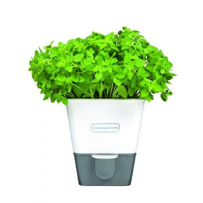 Cole & Mason Self-Watering Herb Keeper Single Potted
