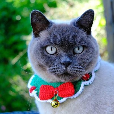 Talking Tables Christmas Crochet Cat Collar