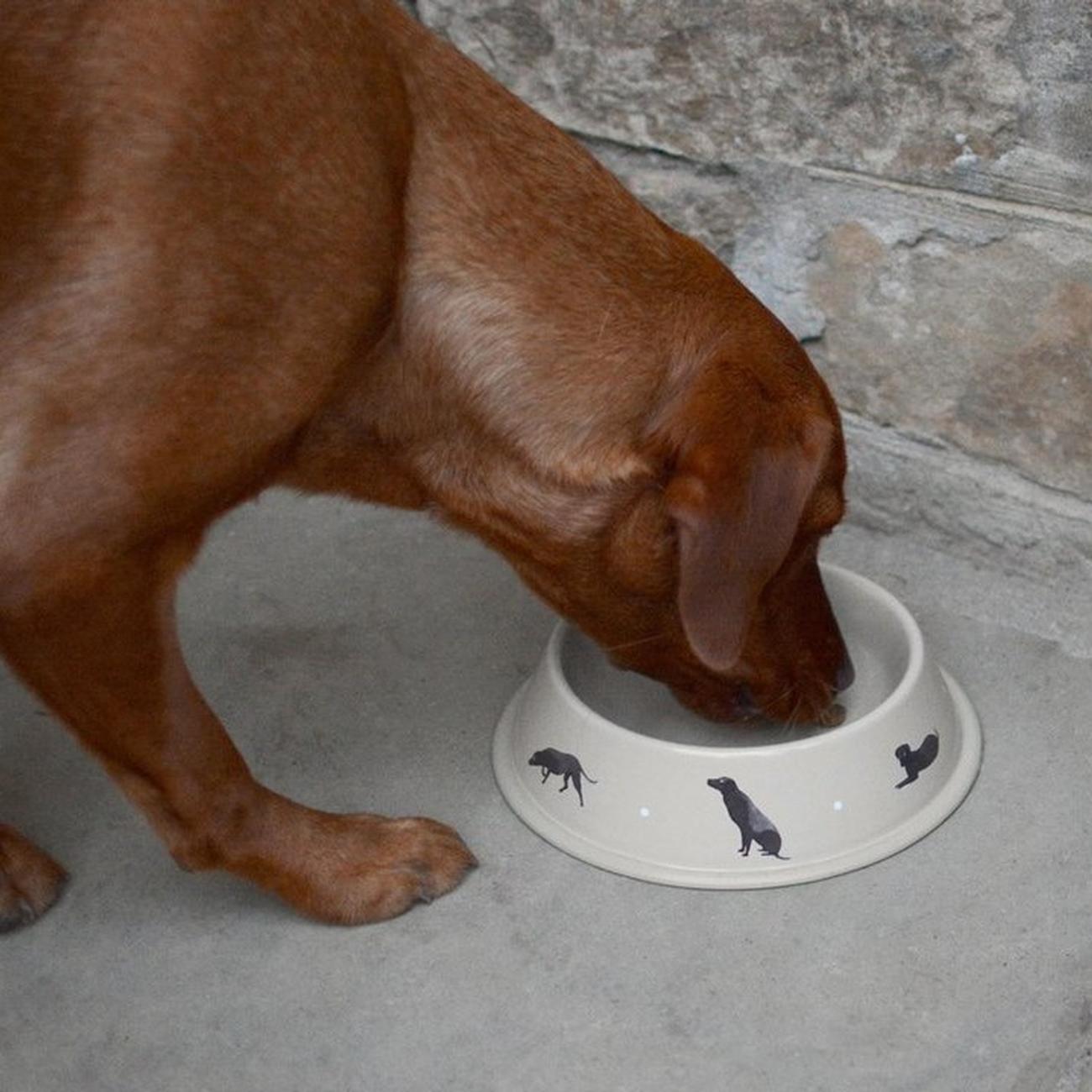 Labrador dog outlet bowl